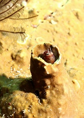 Komodo 2016 - Throastspot blenny - Blennie pygme - Nannosalarias nativitatus - IMG_6733_rc